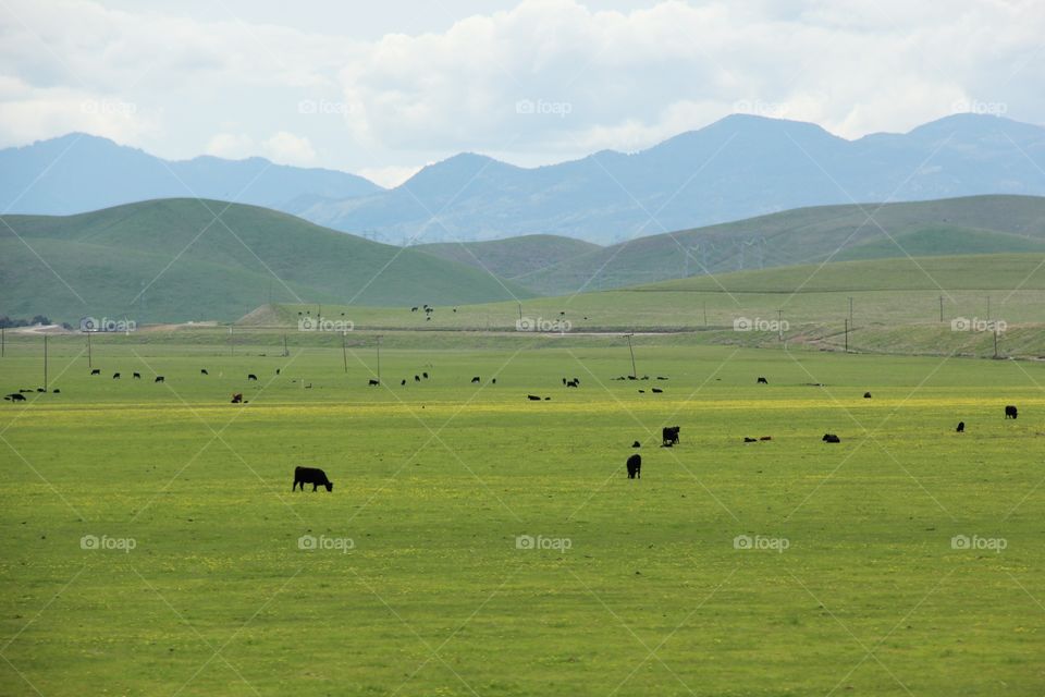 Pasture, mountain 