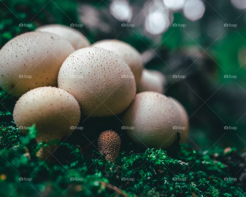 White bubbles in the forests greenery