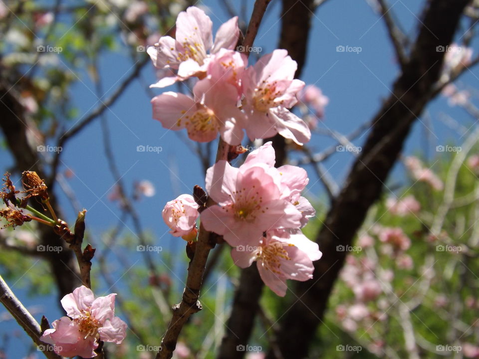 Beautiful sakura cherry blossom in spring over blue sky