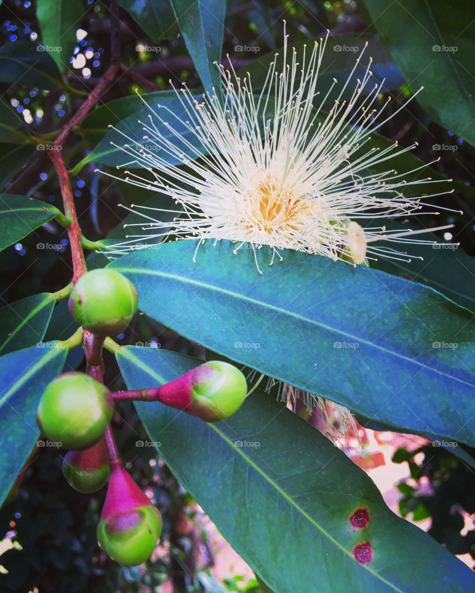 A flor do Jambeiro! A natureza tão bela do Brasil nos mostra sua diversidade, como, por exemplo, está fruta deliciosa: Jambo! / A natureza tão bela do Brasil nos mostra sua diversidade, como, por exemplo, está fruta deliciosa: Jambo!