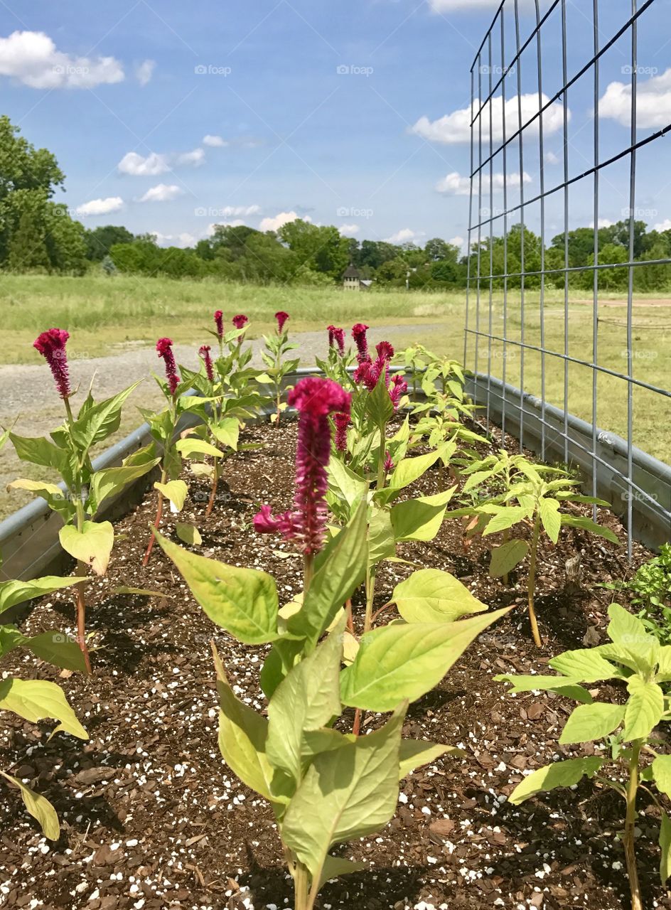 Outdoor Gardening