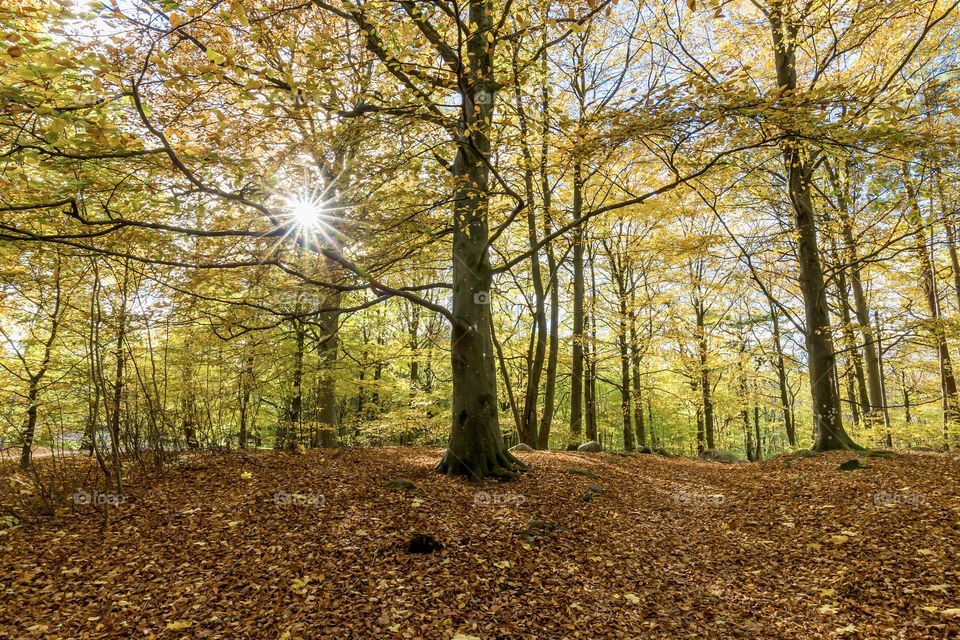The sun is shining through the foliage in the forest at autumn, lots of orange yellow colored leaves covering the ground 