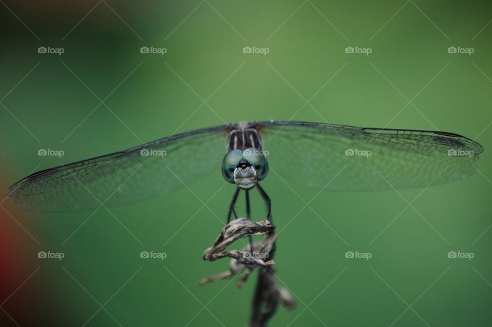 Dragonfly resting on a branch