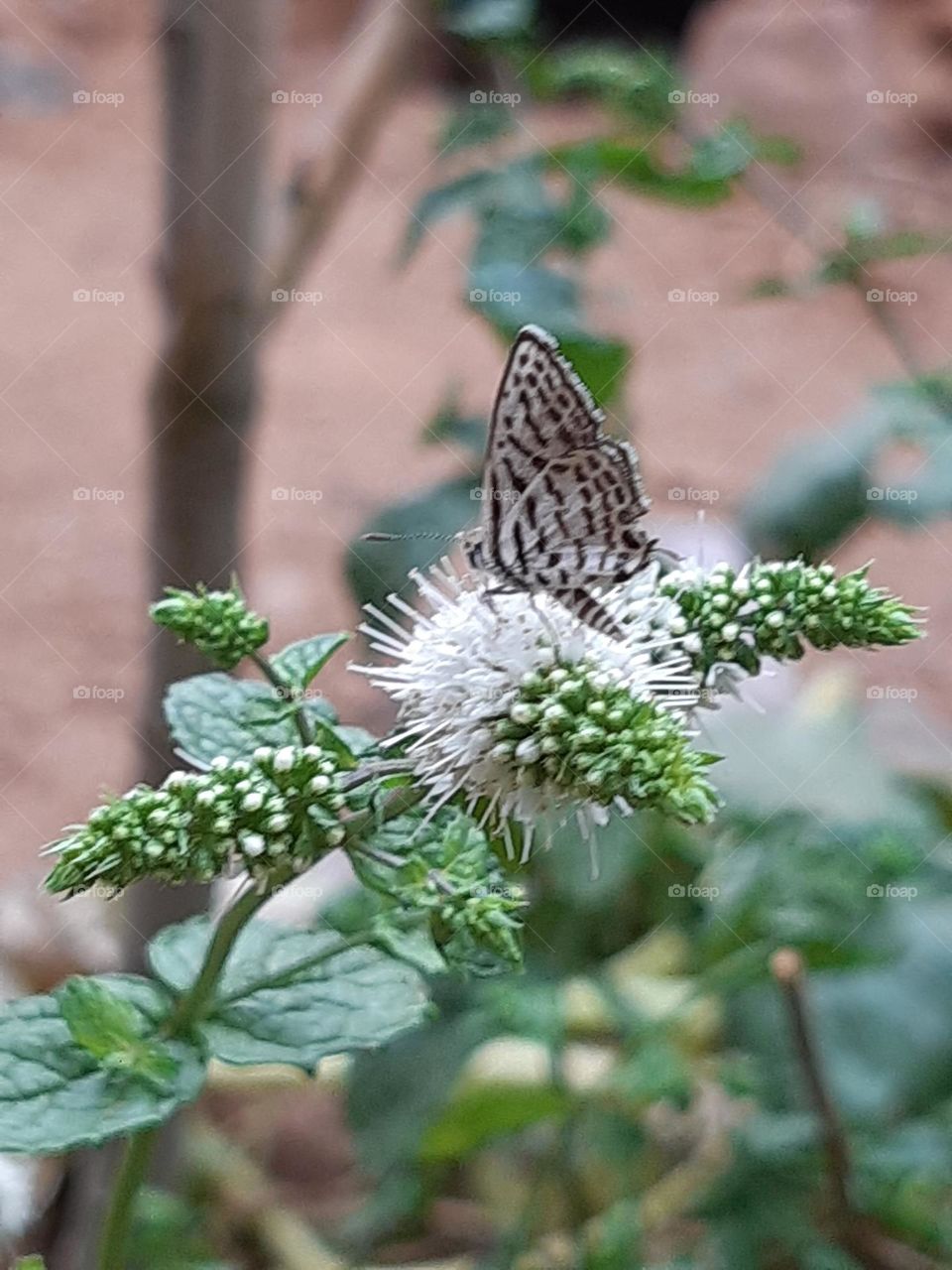 Butterfly in action