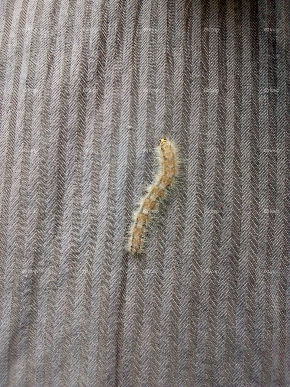 Caterpillar.