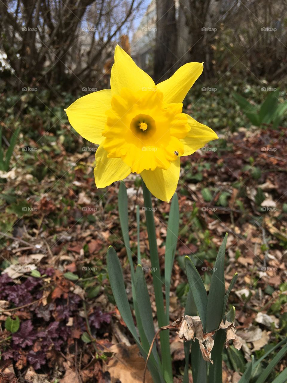 Daffodil in CT