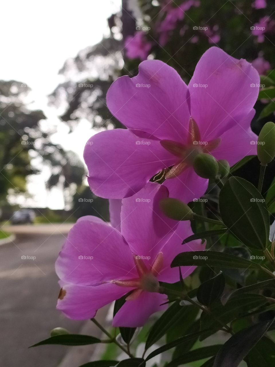 a pink flower called "manacá flower" in the garden