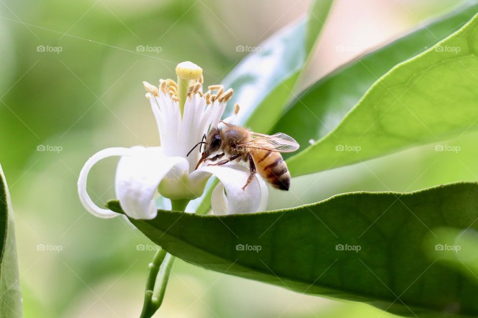  Bee and citrus flower 