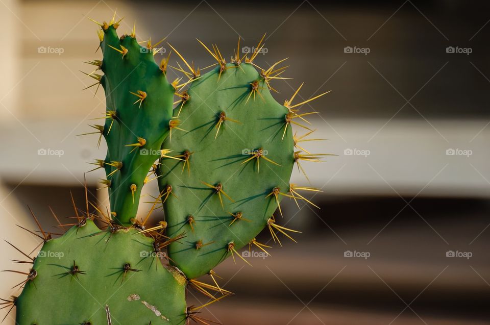 Green cactus with it sharp thorn