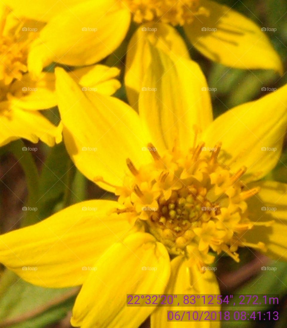 this is a very beautiful Yalow flowers of jhtangi.