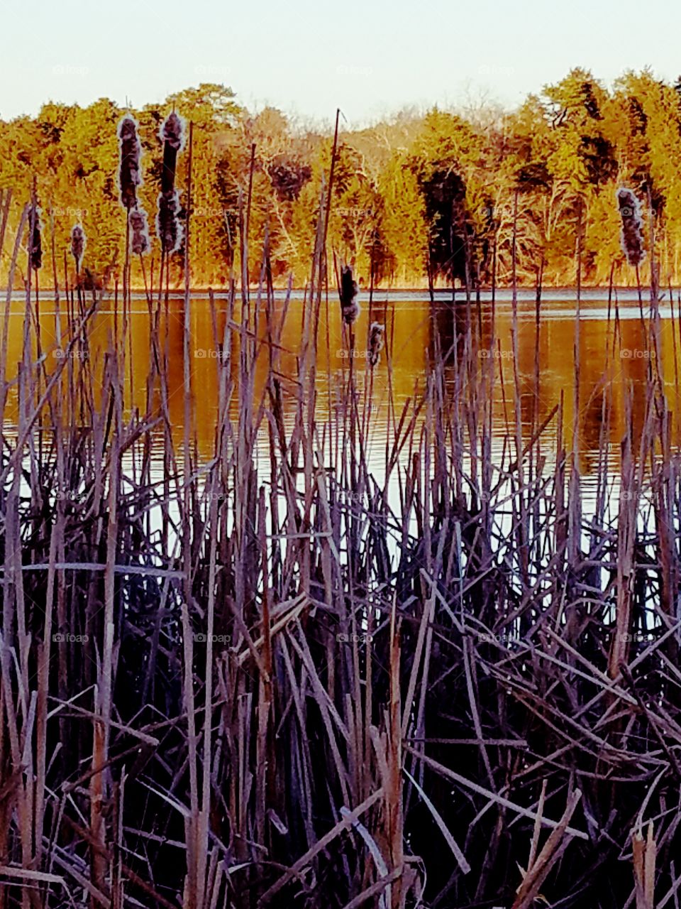 Marsh weeds by the lake at Scotland Run Park