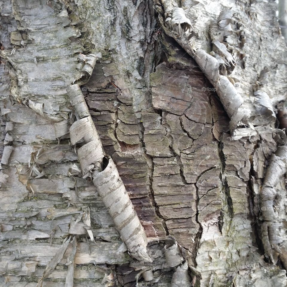 texture old tree