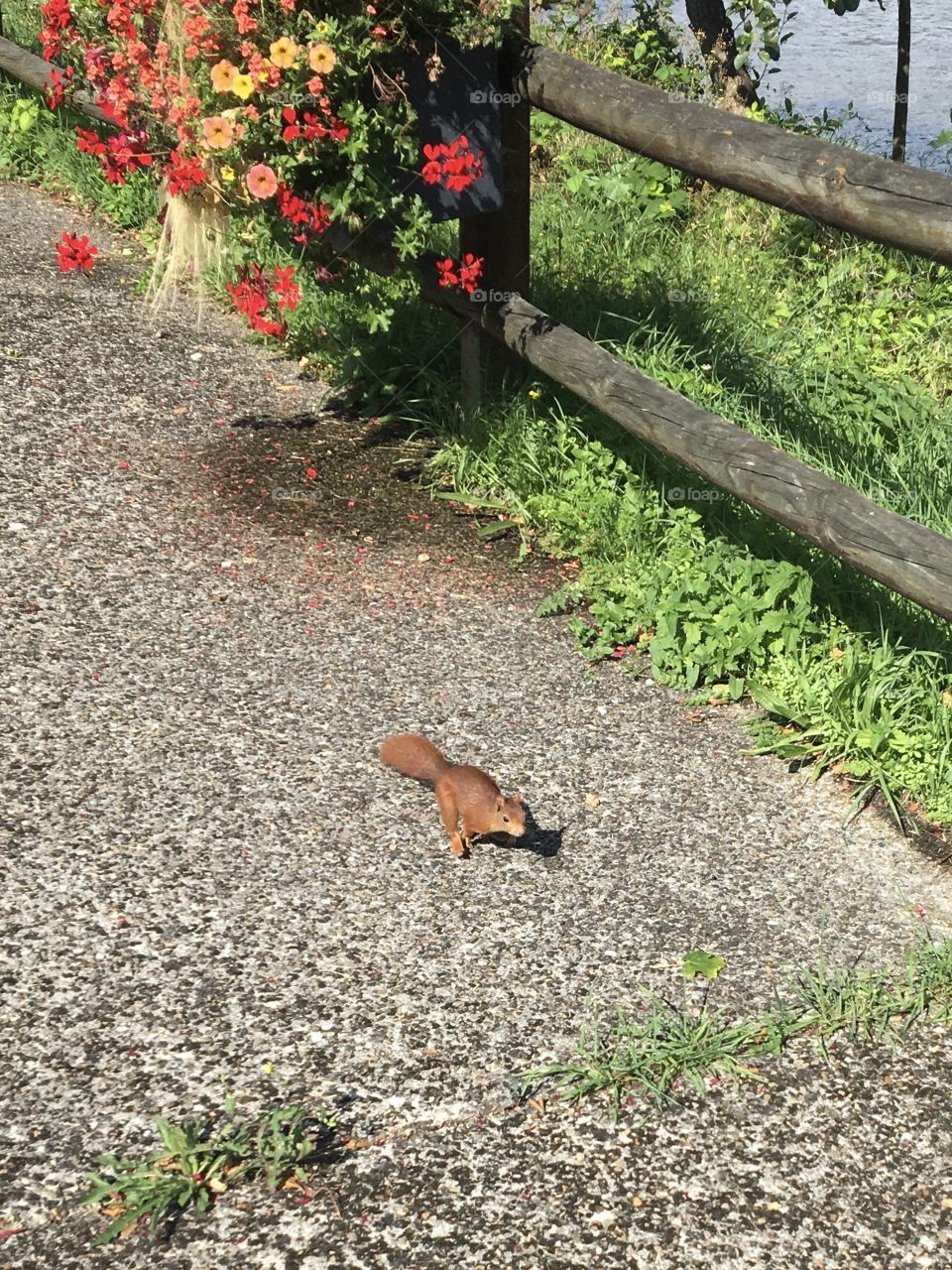 Squirrel on the walking path