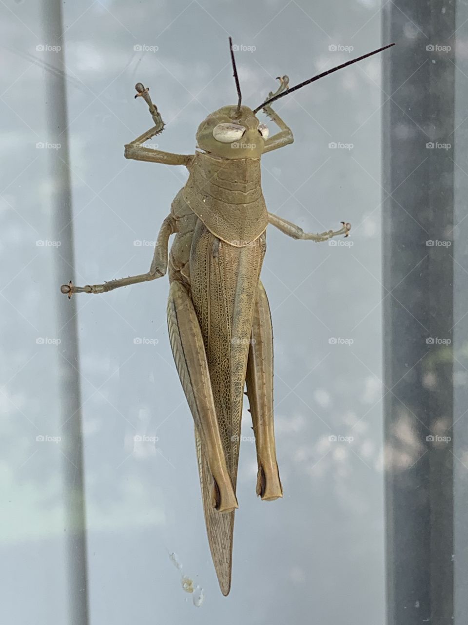 Grasshopper 