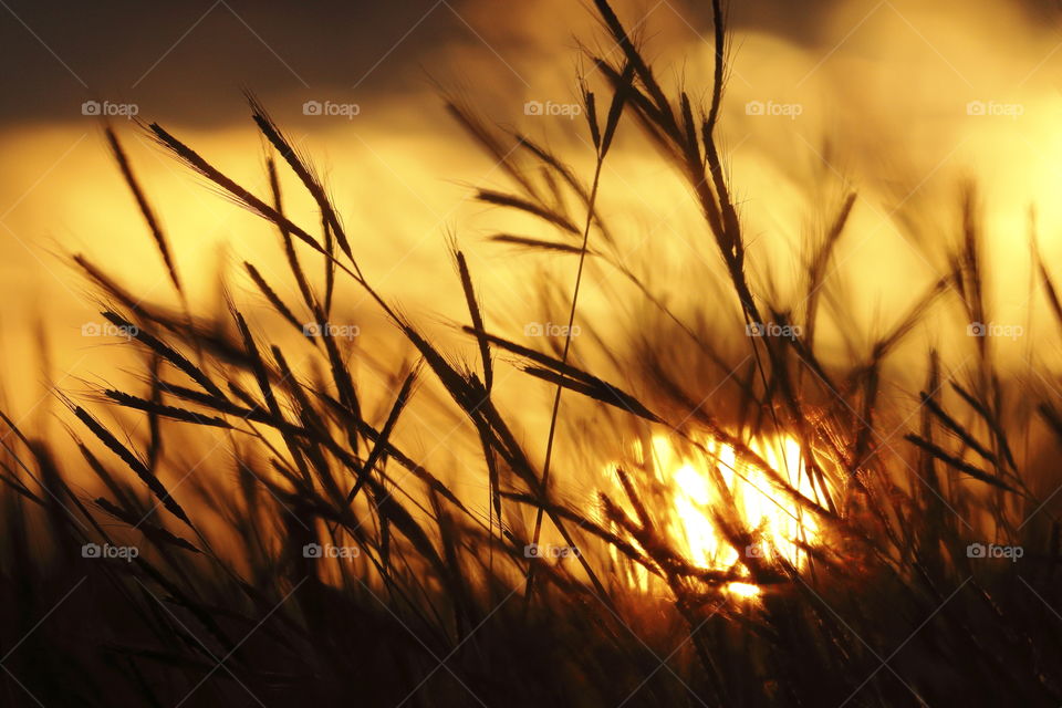 Grass helms silhouetted in an orange African sunset