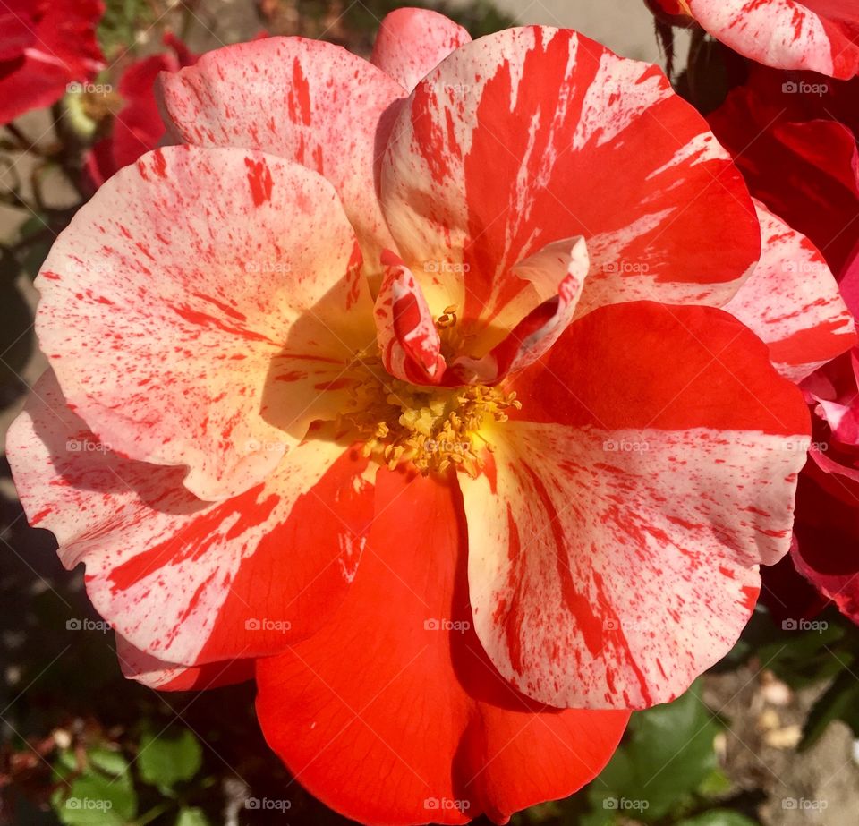 Pretty Rose 