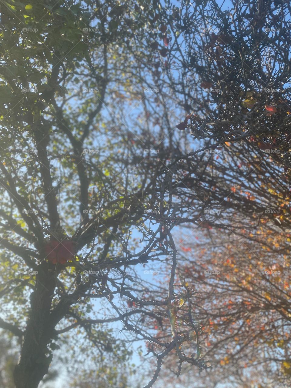 A dreamy photo of trees coming together 