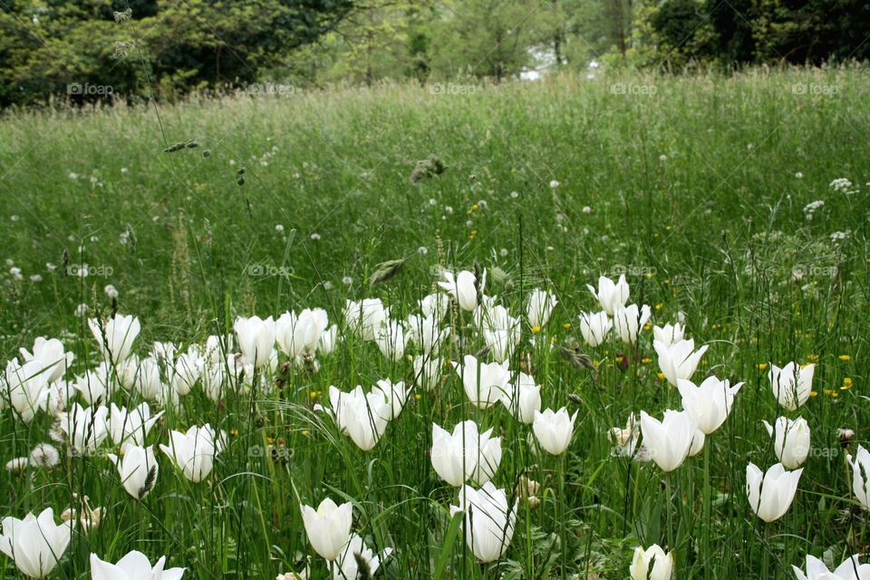 beautiful floral splendor