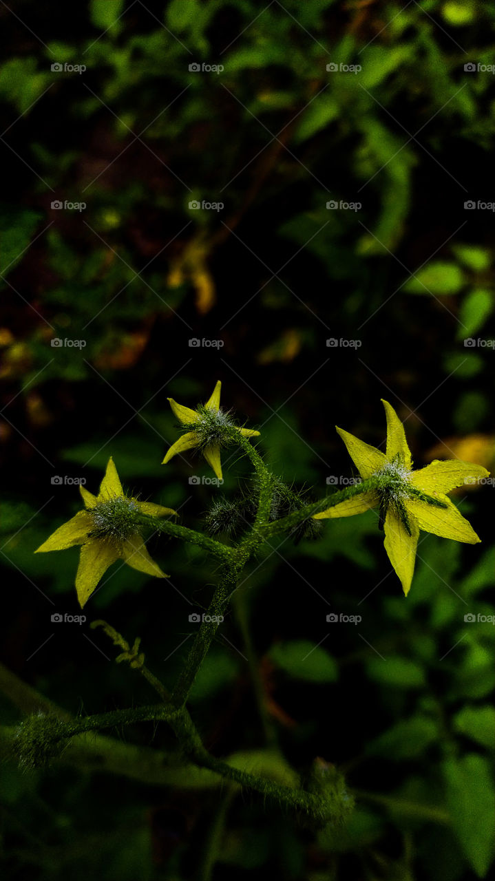 Three tomato flowers fresh from the field