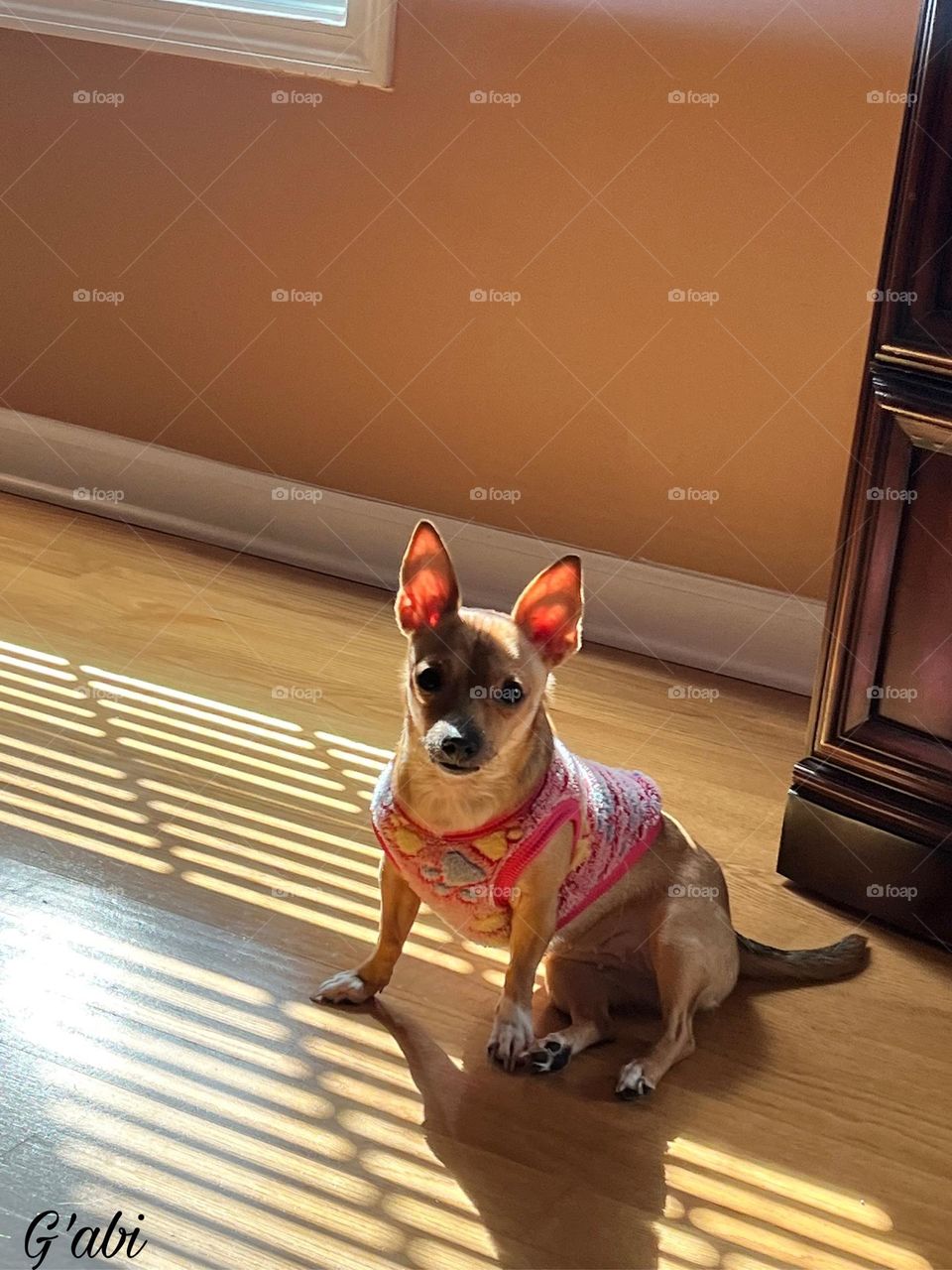 My heart with 4 legs