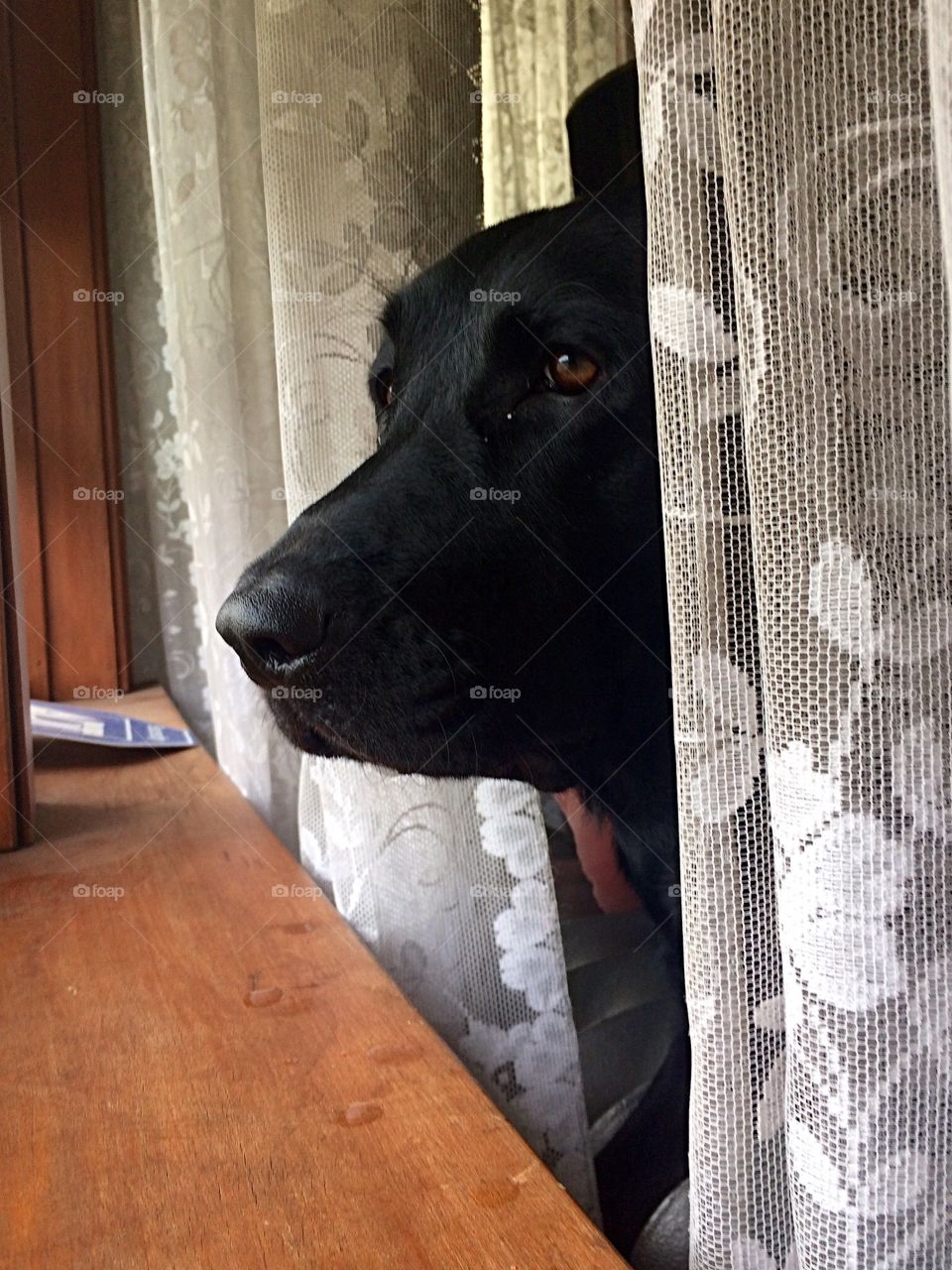 Black lab looking through the curtains 