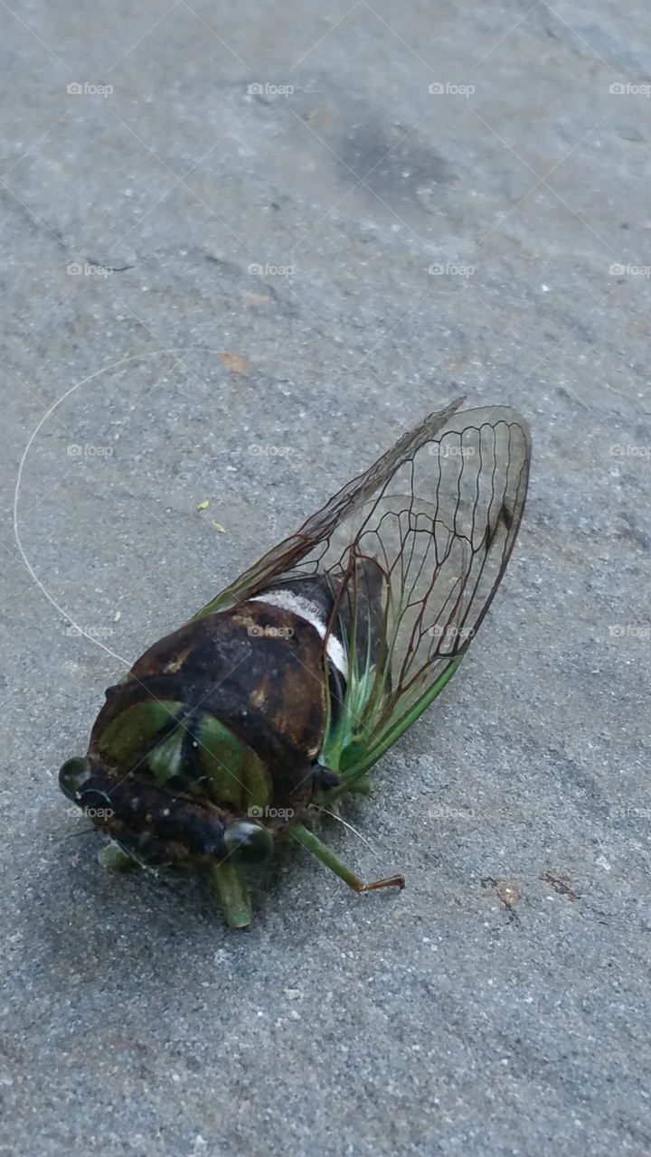 cicada