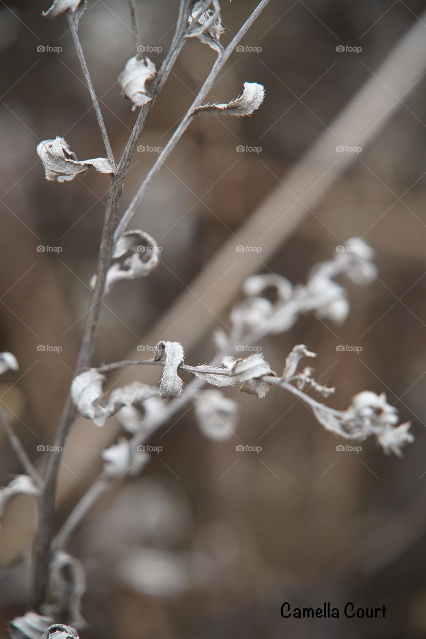 Gray twisted leaves on weeds in the field