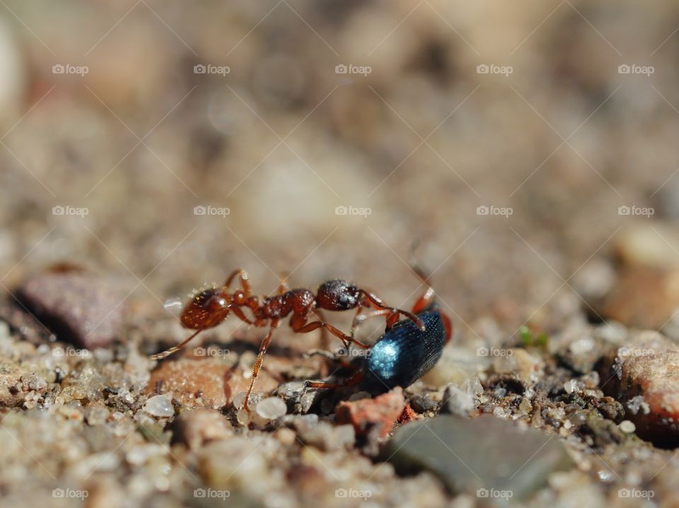 Close up of ant vs beetle