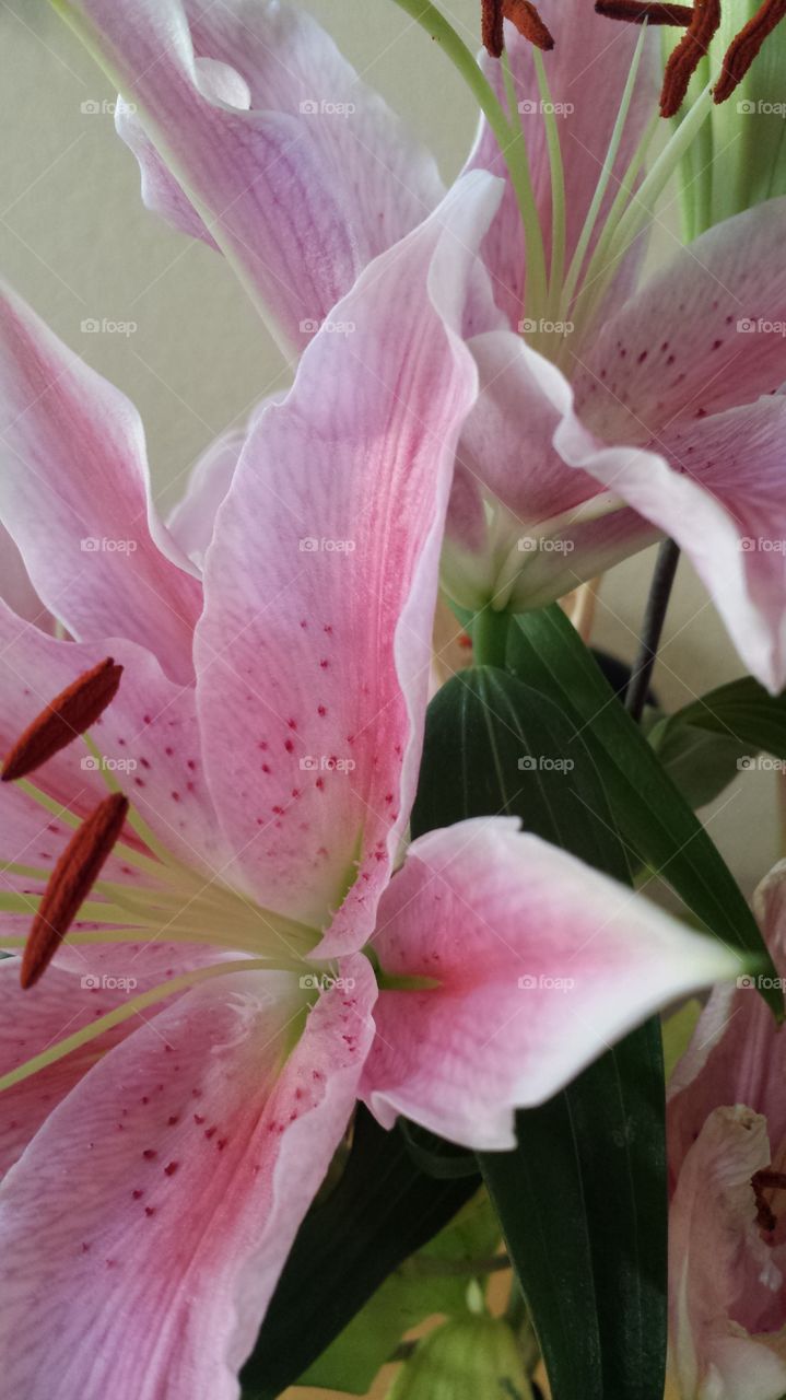 more lilies