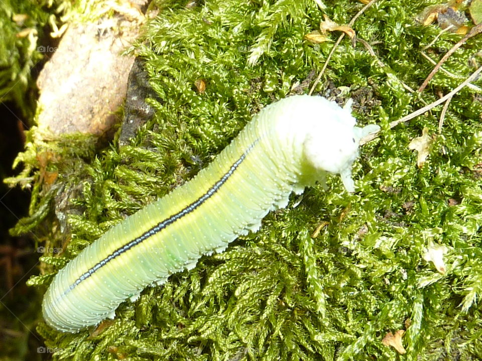 caterpillar creepy crawling