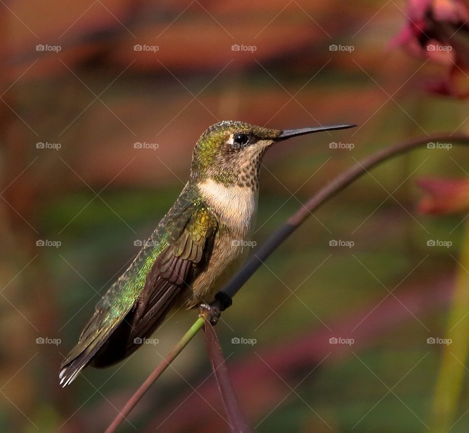 ruby-throated hummingbird