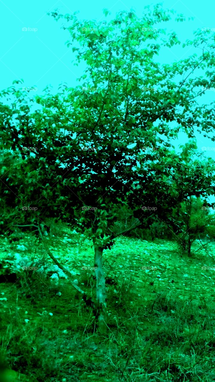 this image click in the mountains