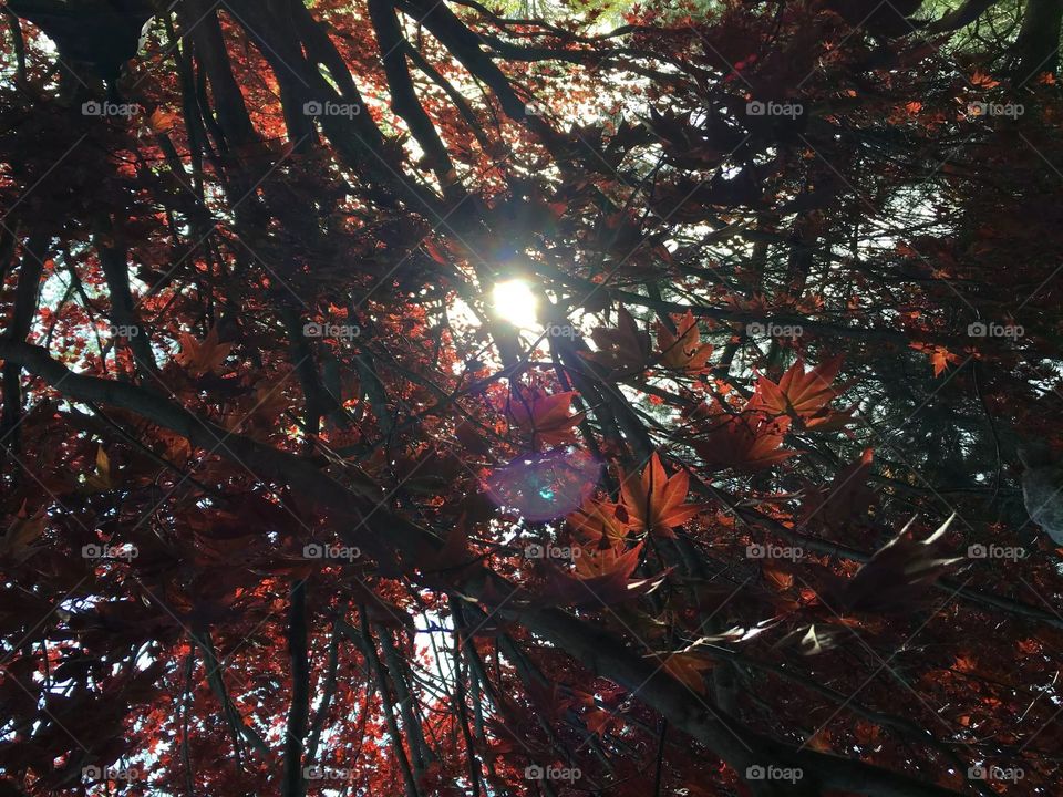 Japanese Maple in the Spotlight