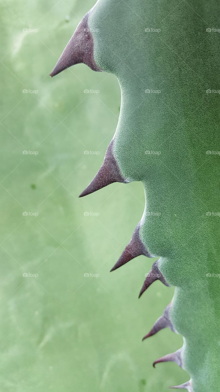 succulent's spikes