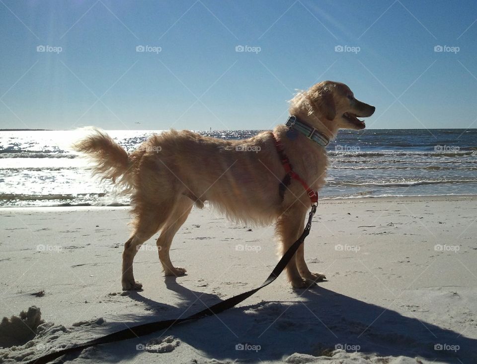 dog walk on the beach. our rescue dog on the beach