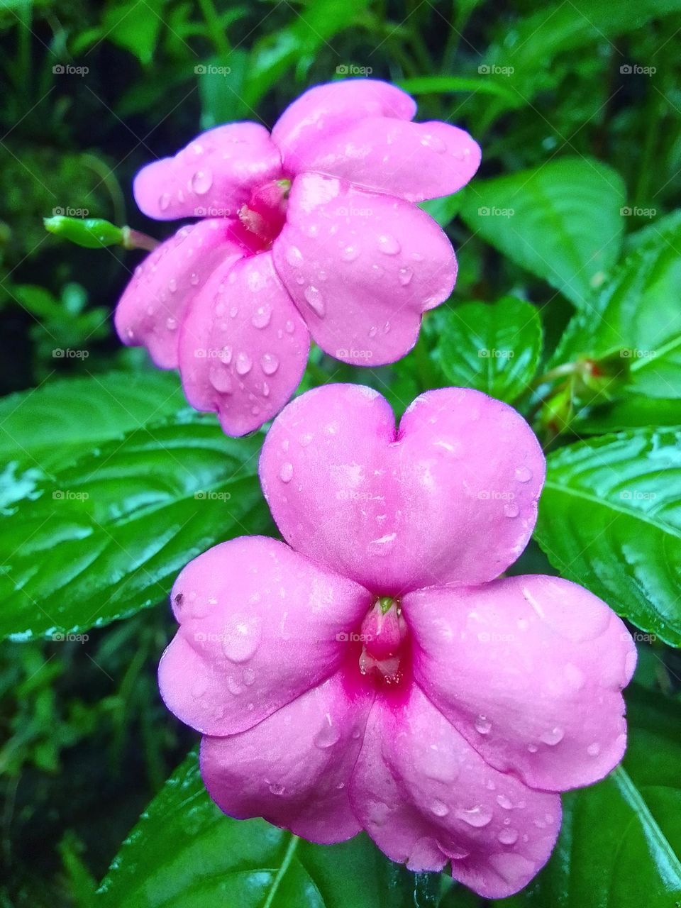 Beautiful flower 😍