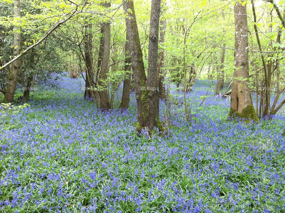 Bluebells
