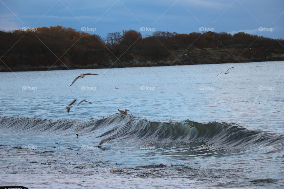 Birds and waves