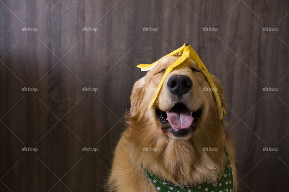 Banana dog