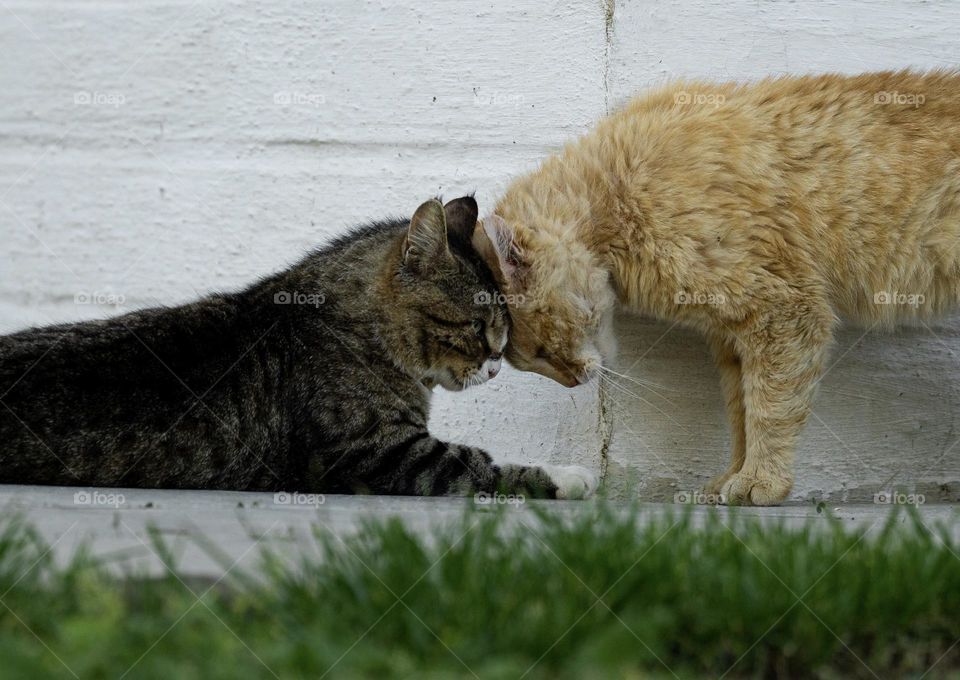 Two angry cats outside 