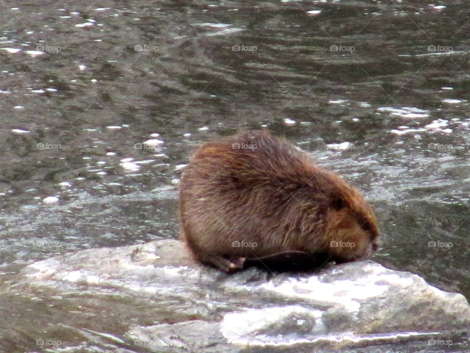 Dam big beaver 