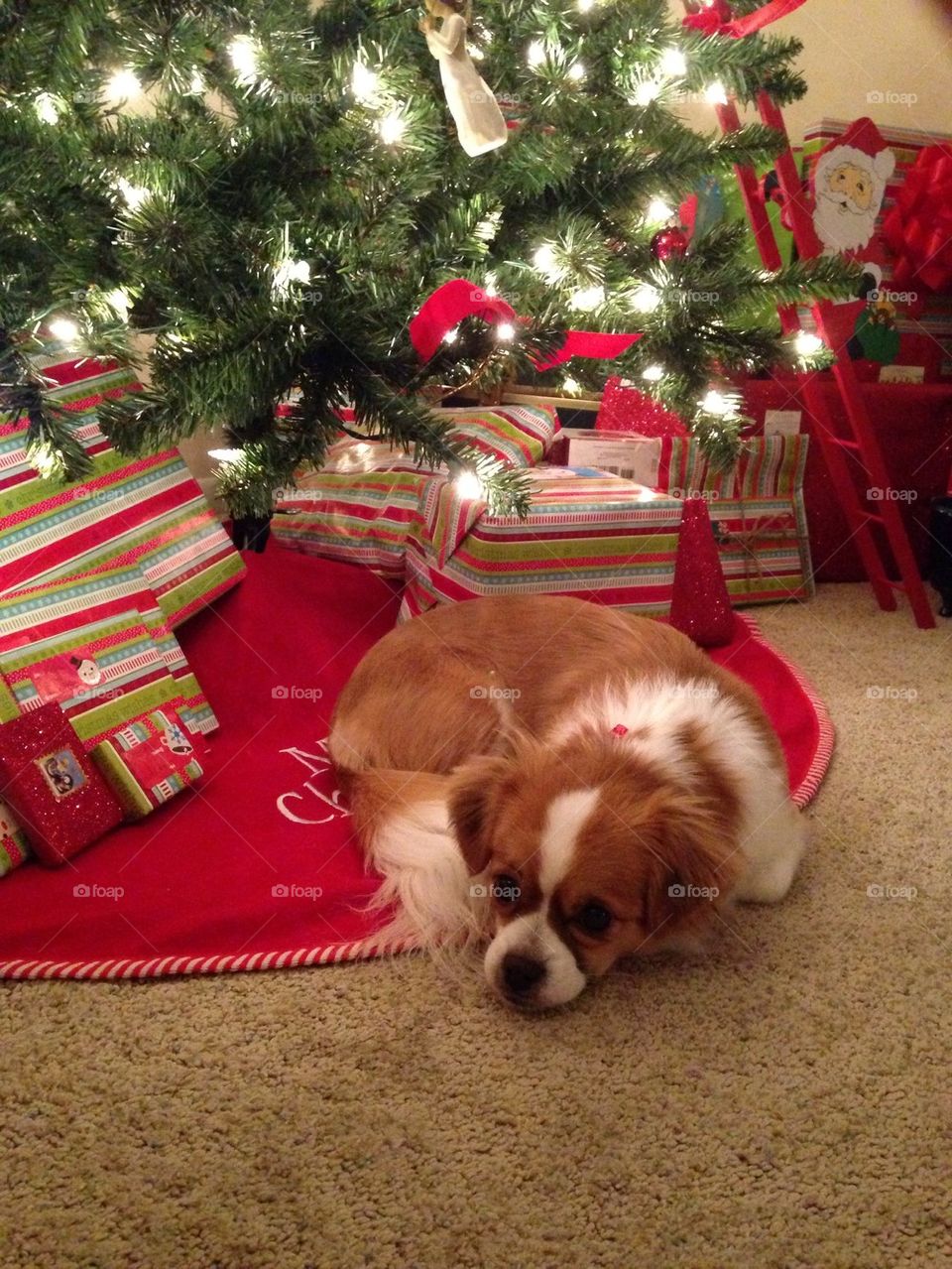 Christmas puppy under the tree