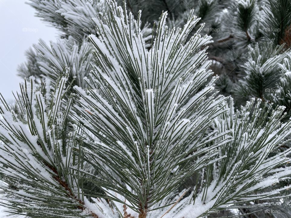 January frosted tips
