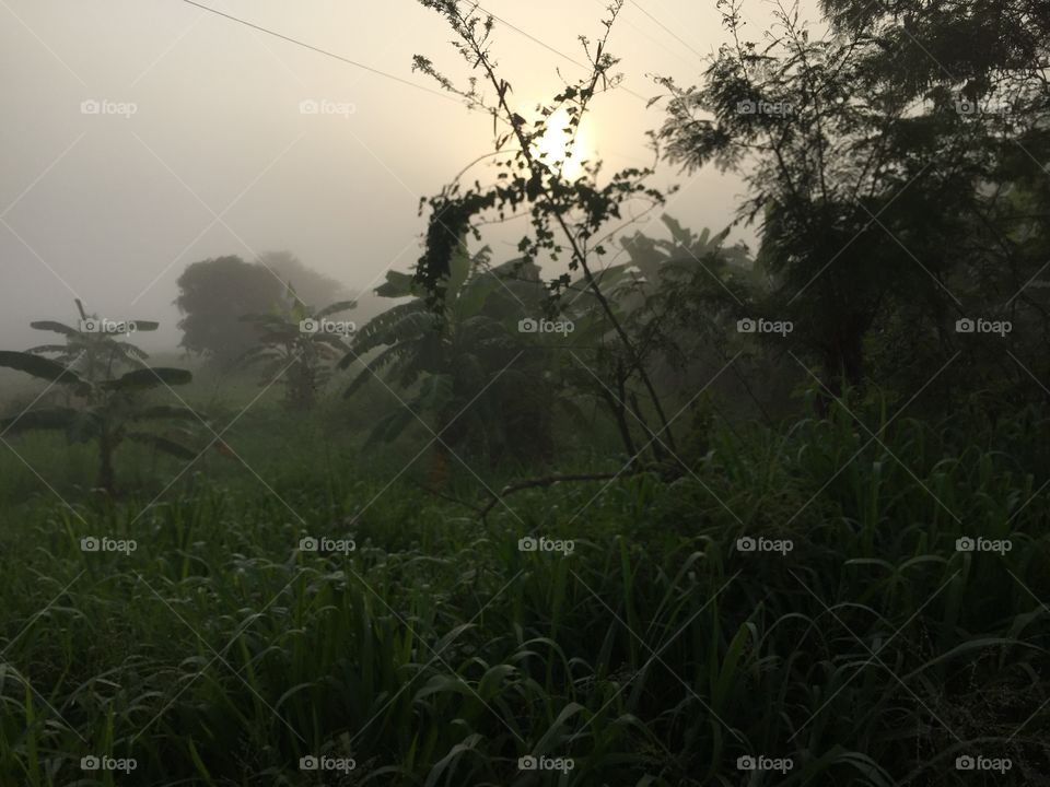 Landscape, Nature, Tree, Dawn, Sunset