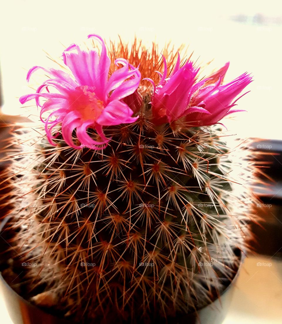 Cactus in bloom