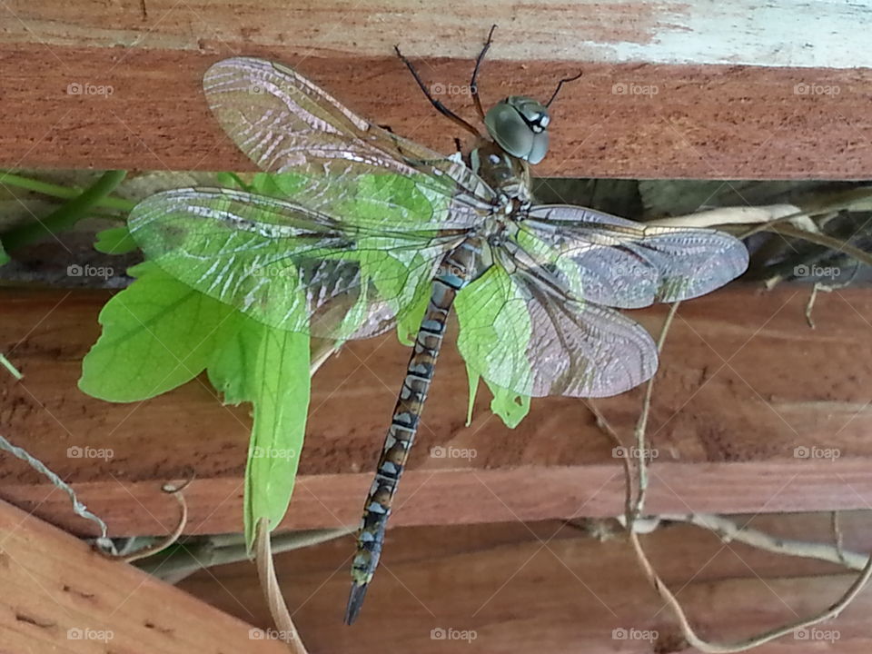 The Dragon King. a dragon fly hangs out on July 4th.