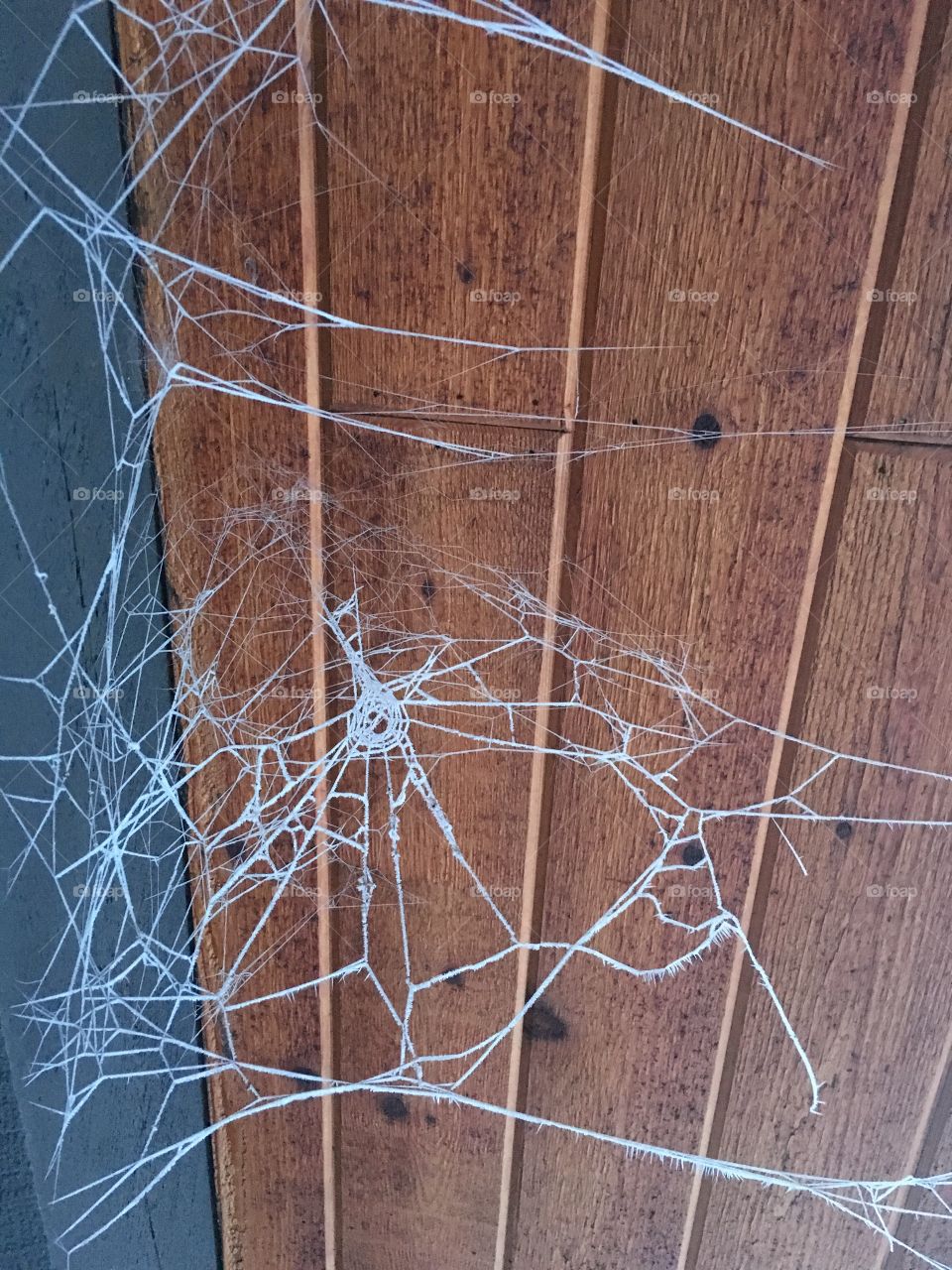 Hoarfrost spider web.