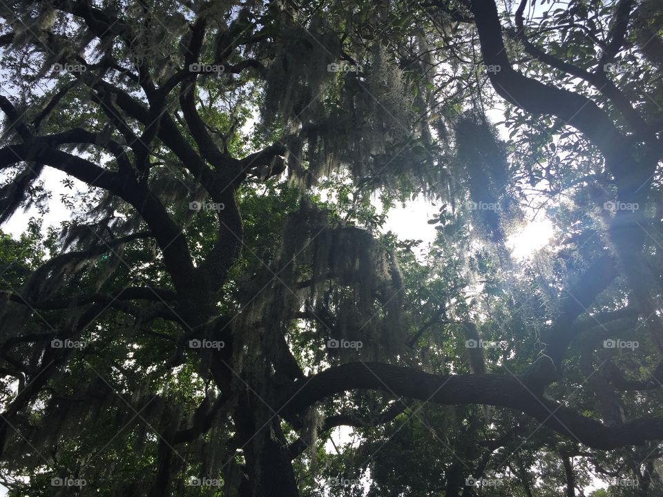 Beautiful trees in Savannah Georgia 