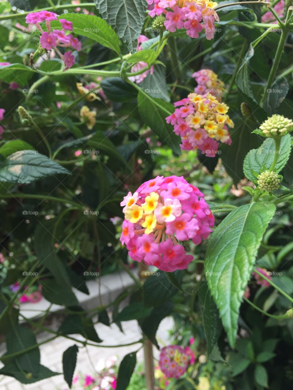 Different perspective of a tri-coloured flower!