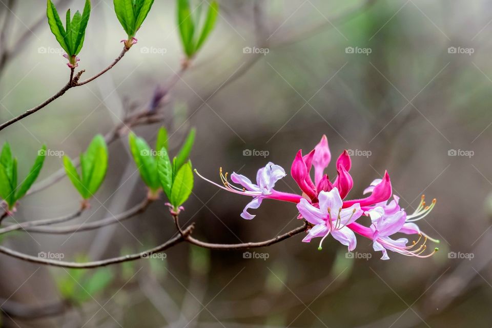 A cluster of pinkster flower blooms (species of wild azalea native to the eastern US) reveal their beauty for a brief spell in early spring. Yates Mill County Park, Raleigh, North Carolina. 
